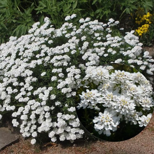 Iberis sempervirens 'Schneeflocke' - Igihaljas ibeeris 'Schneeflocke' 